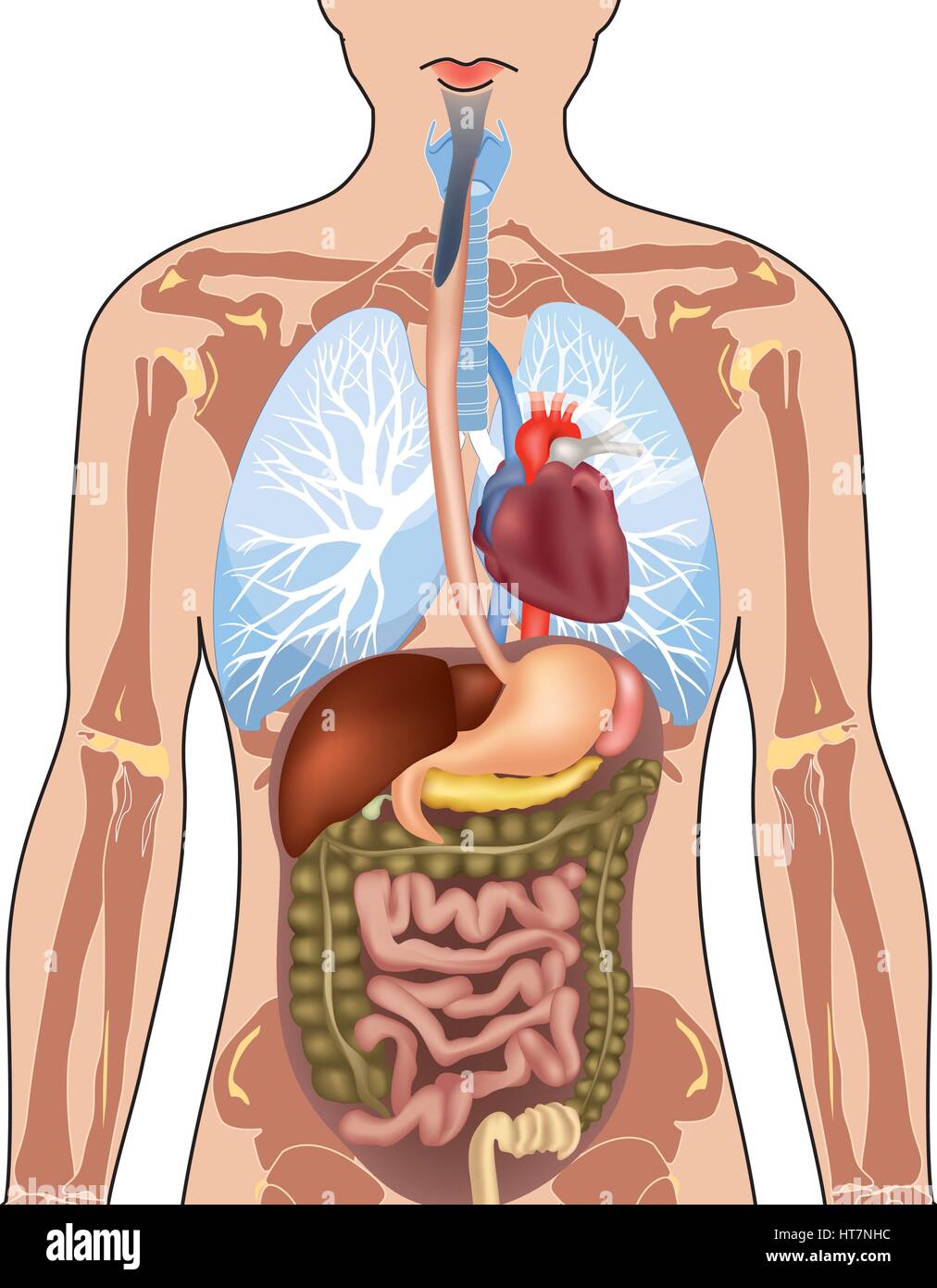 Corpo umano anatomia. illustrazione vettoriale isolati su sfondo bianco. Illustrazione Vettoriale