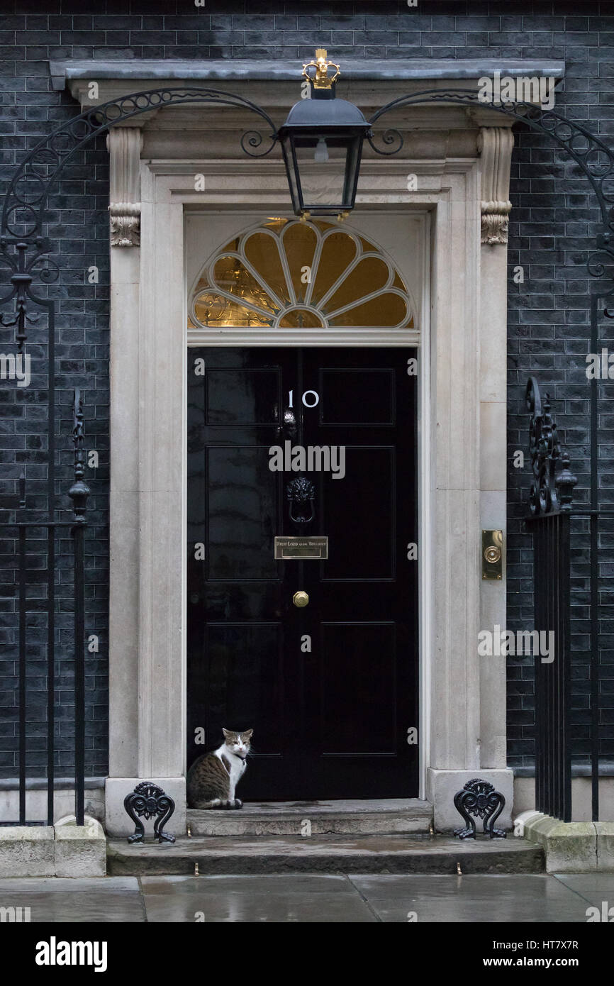 Londra, Regno Unito. 8 Mar, 2017. Larry il gatto si trova al di fuori del numero 10 di Downing Street Credit: Vickie Flores/Alamy Live News Foto Stock