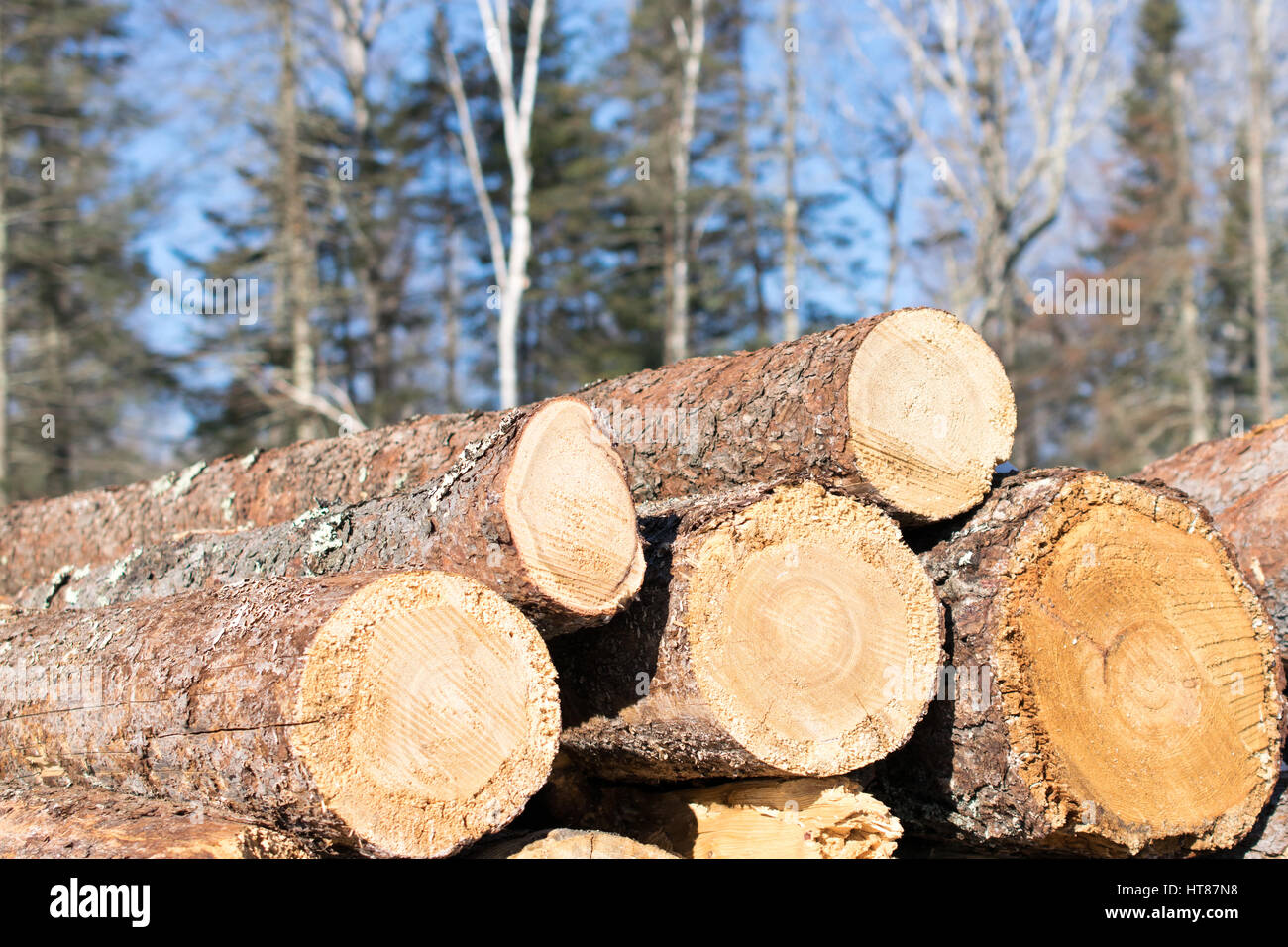 Pila di insetto ucciso Tamarack Logs Foto Stock