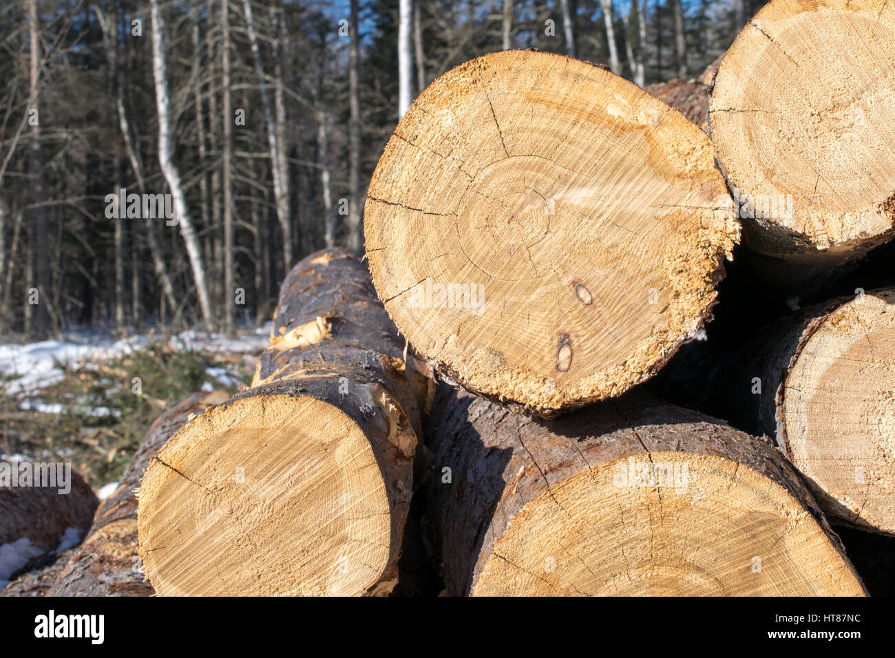 Una vista di estremità del Tamarack Logs Foto Stock
