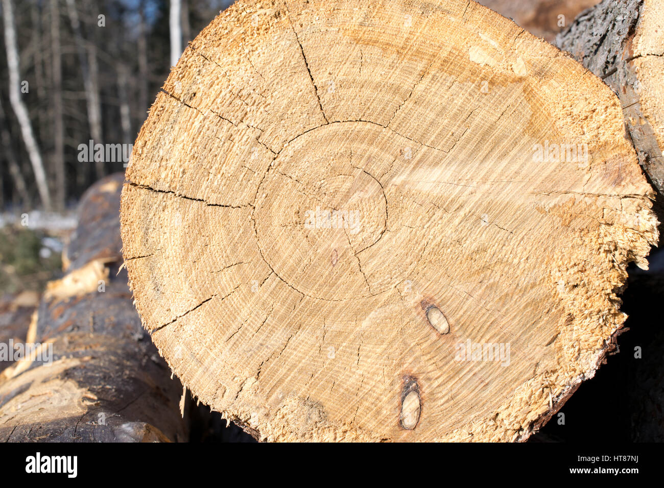 Tamarack Log Detail Foto Stock