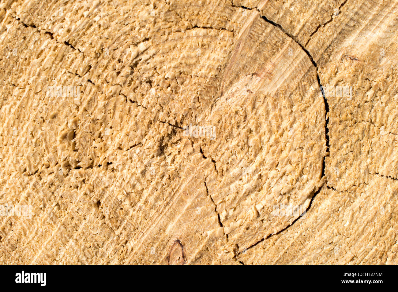 Gli anelli di crescita su Tamarack Foto Stock