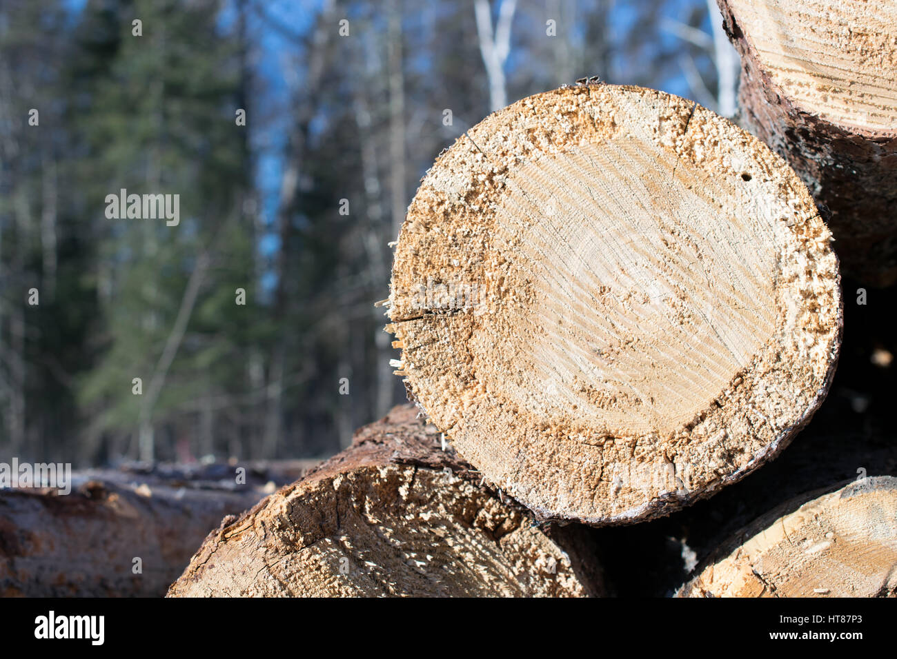Tamarack pila di registro Foto Stock