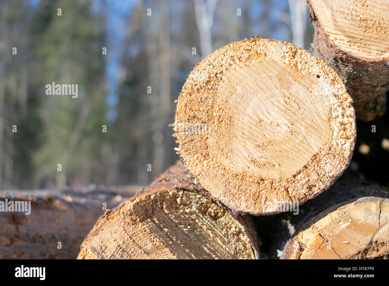 Mucchio di Log di larice Foto Stock