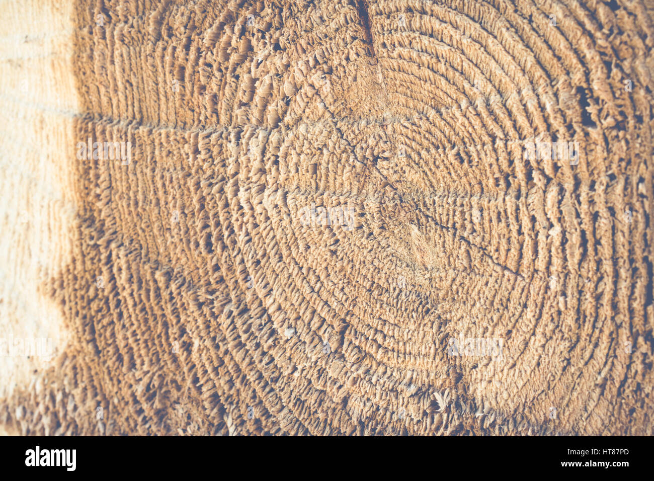 Tamarack anello di crescita Closeup Foto Stock