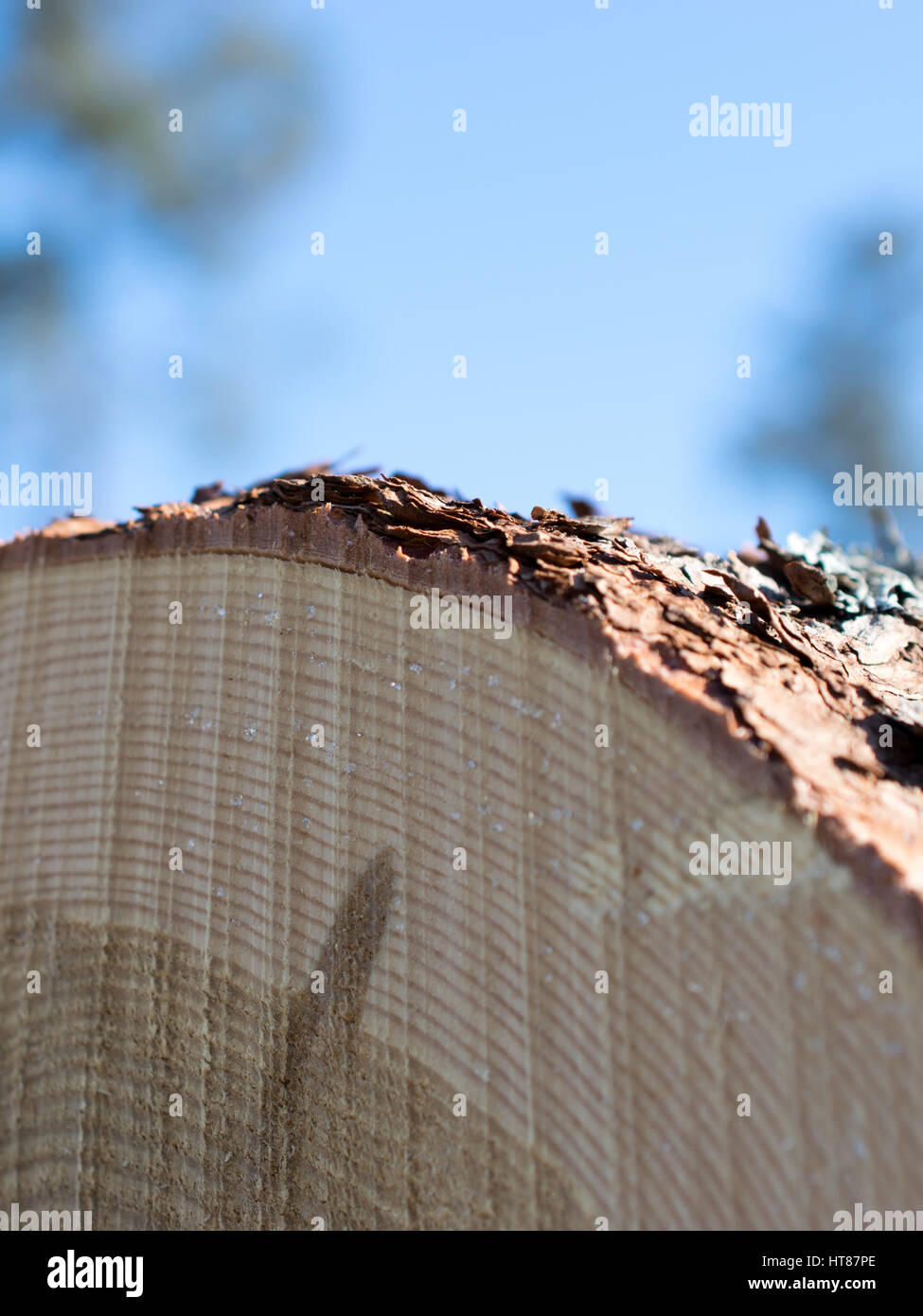 Tamarack il legno e la corteccia dettaglio Foto Stock
