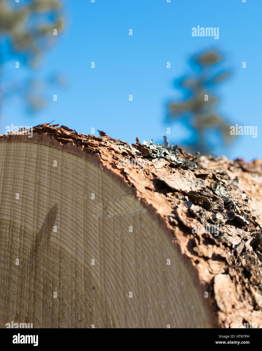 Registro di larice e cielo blu Foto Stock