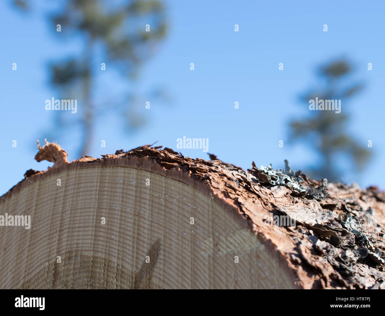 Registro di larice e cielo blu Foto Stock