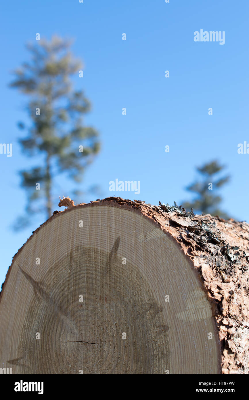 Tamarack Log e cielo blu Foto Stock