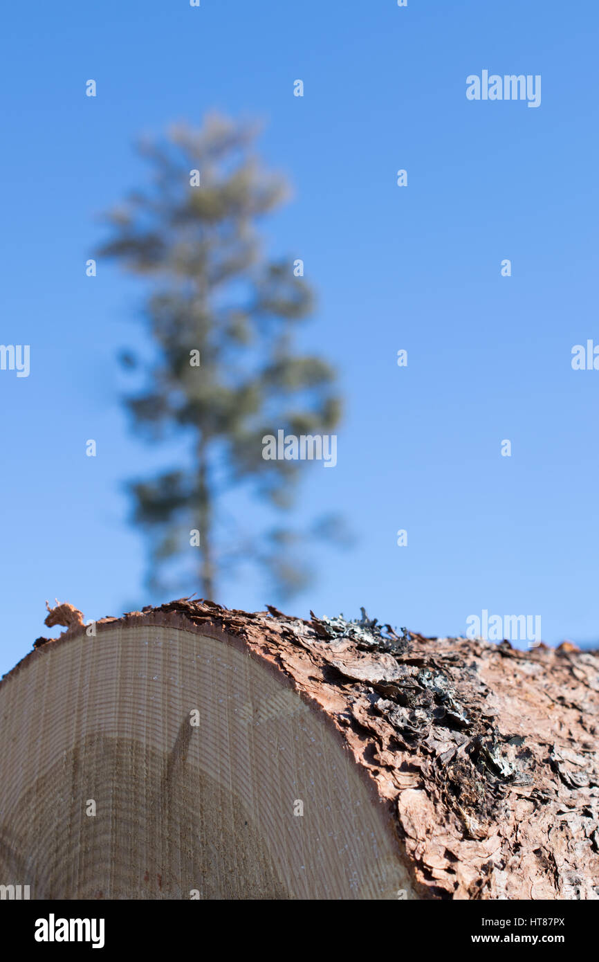 Tamarack Log con pino bianco sullo sfondo Foto Stock