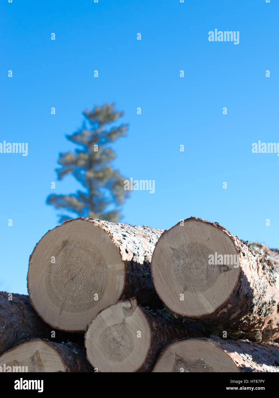 La Betulla con sfondo sfocato Foto Stock