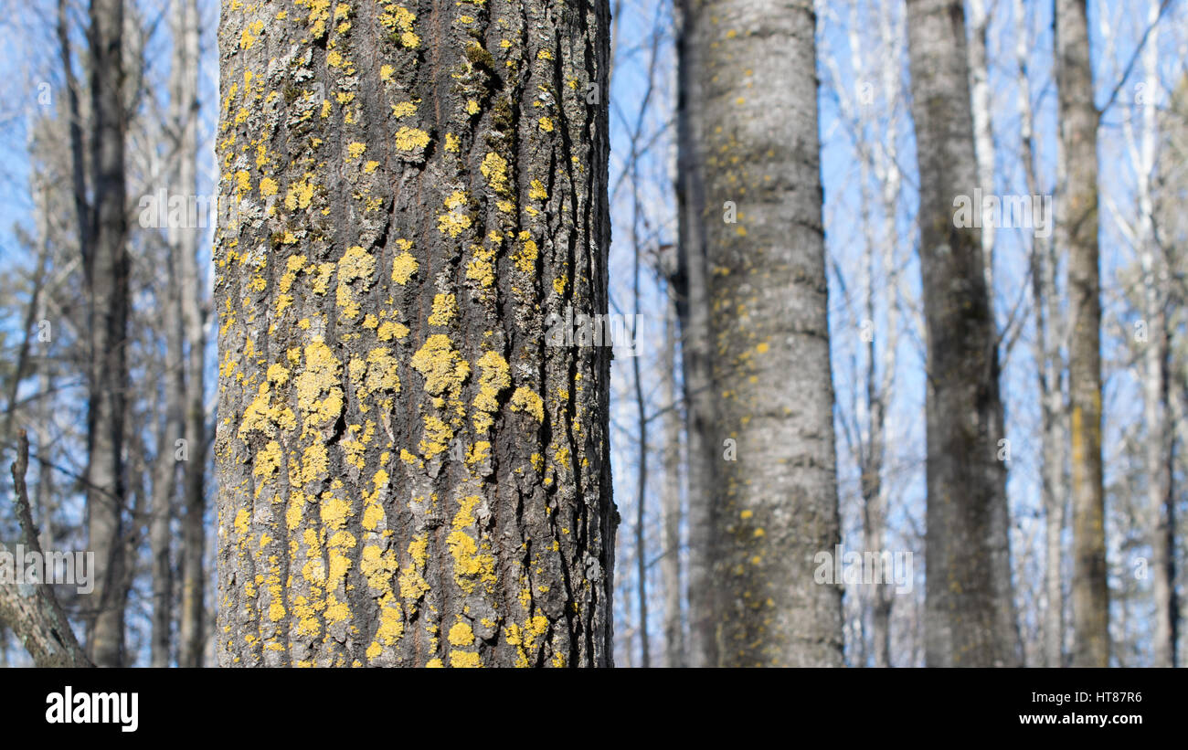 Lichene giallo su tremore Aspen Foto Stock