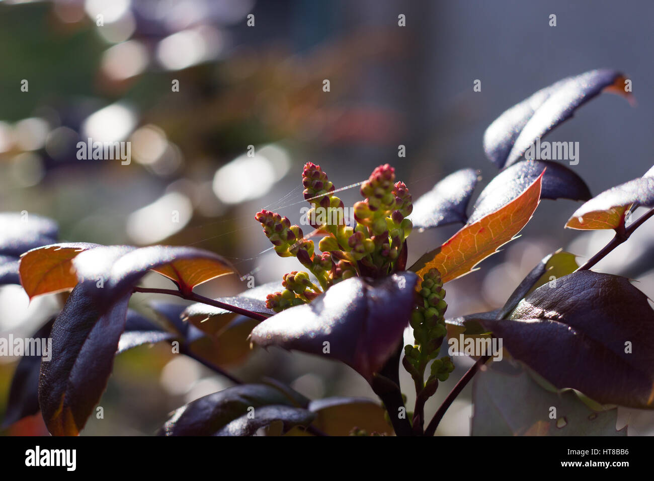 Impianto di Mahonia in autunno Foto Stock