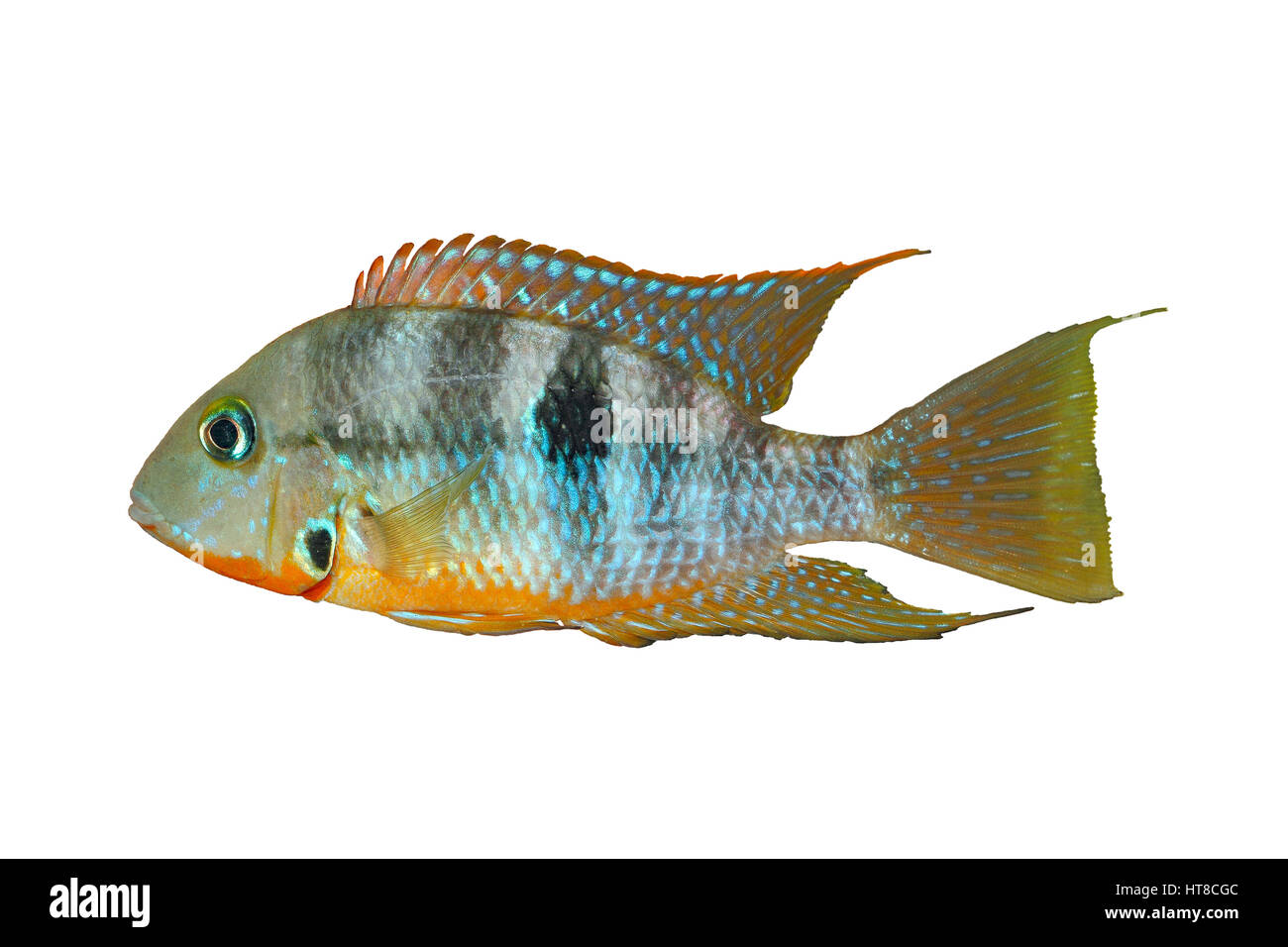 Giallo bocca di fuoco (Thorichthys affinis) - maschio, isolato Foto Stock