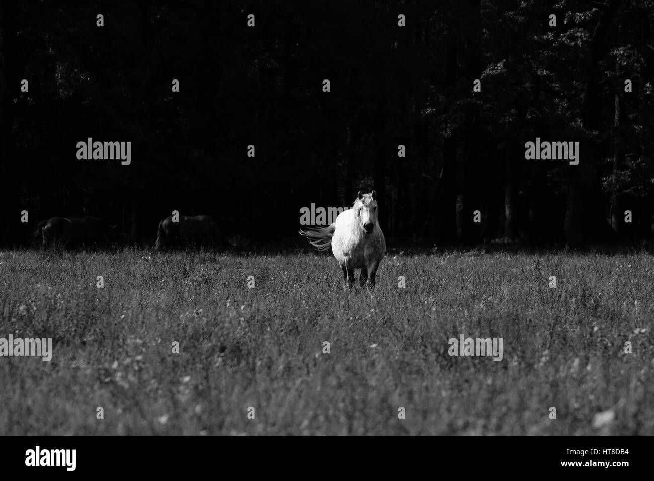 White Horse in foto in bianco e nero Foto Stock