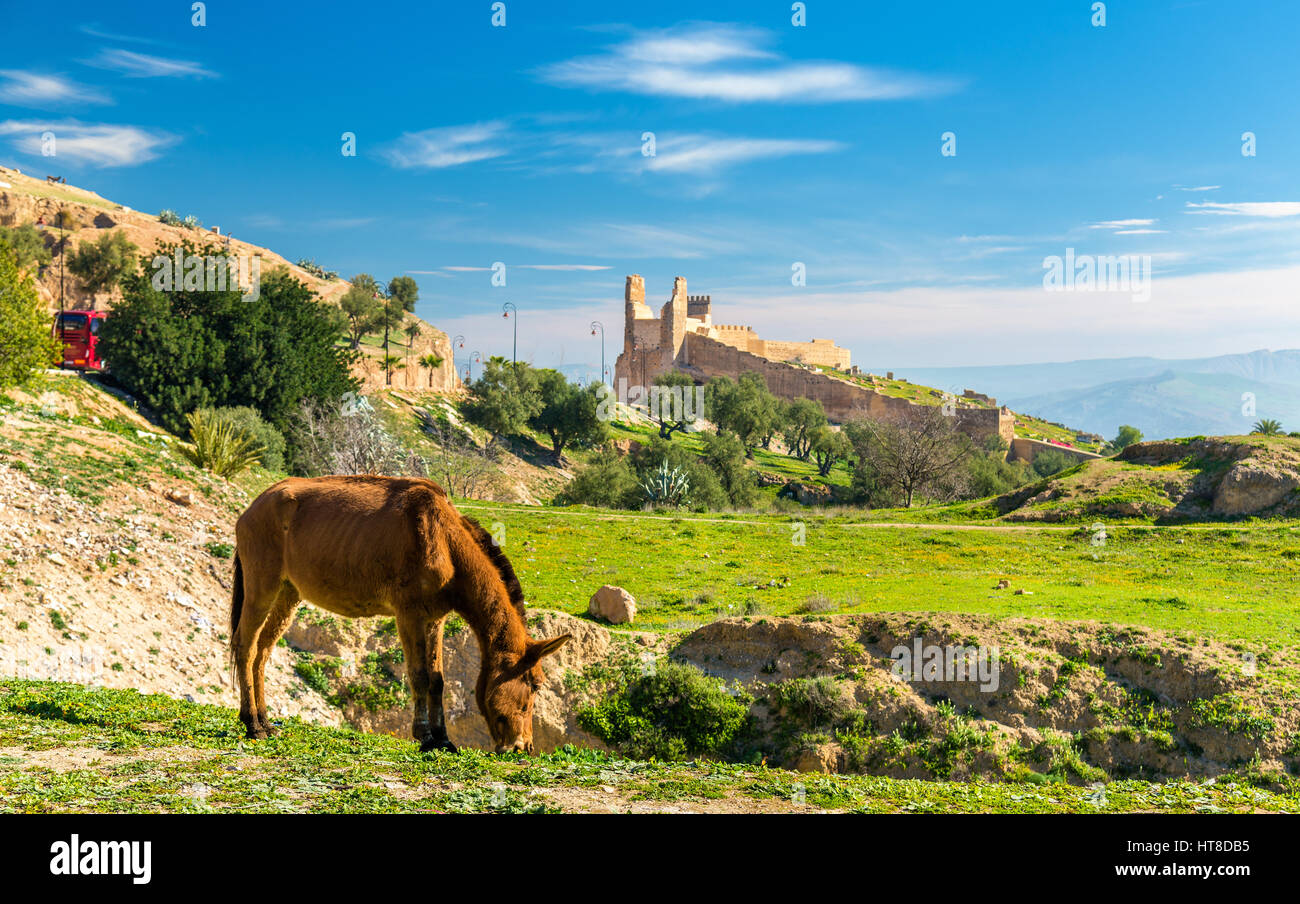 Mulo su un pascolo di Fez, Marocco Foto Stock