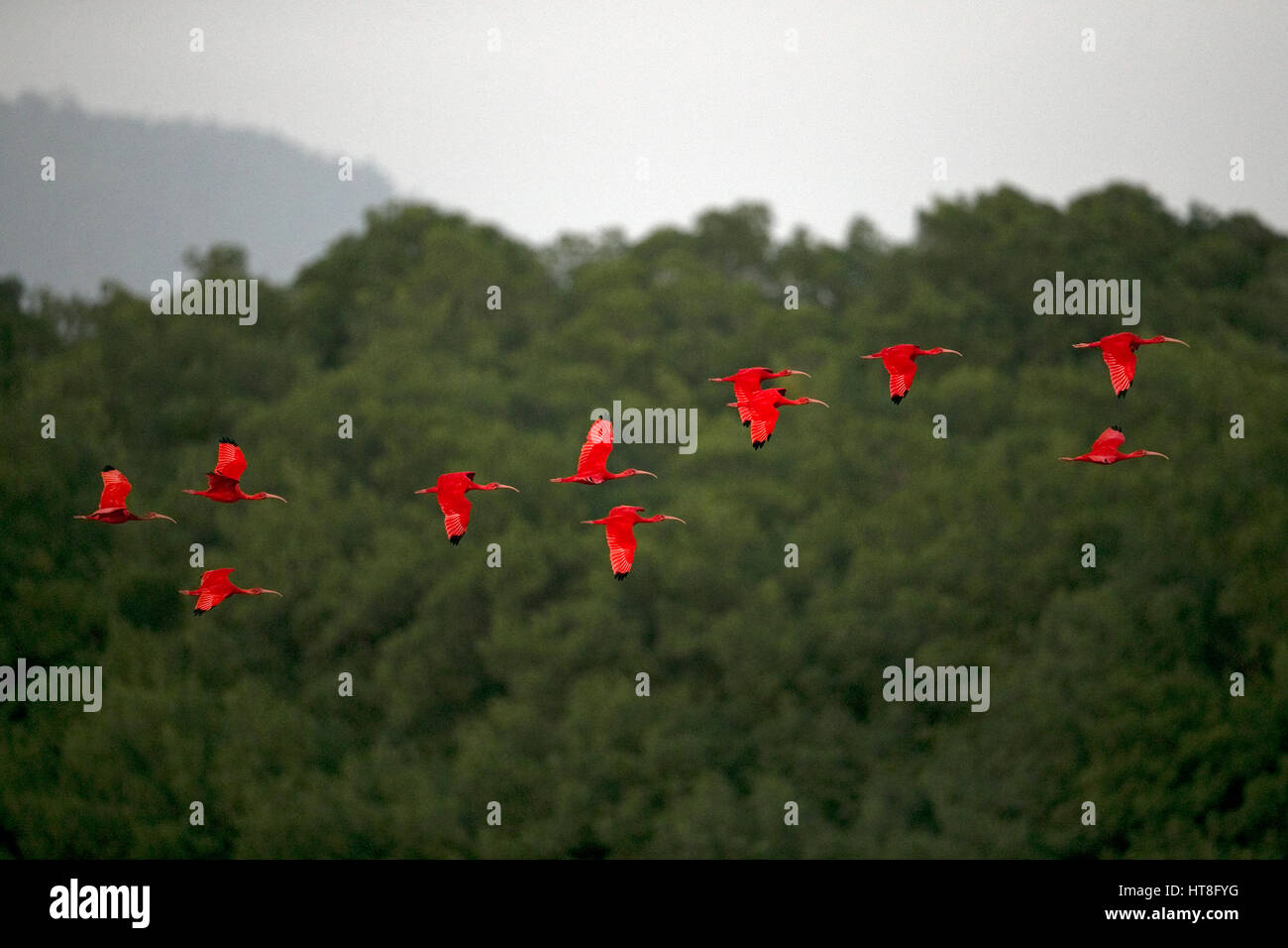 Scarlet Ibis Eudocimus (gomma) Foto Stock