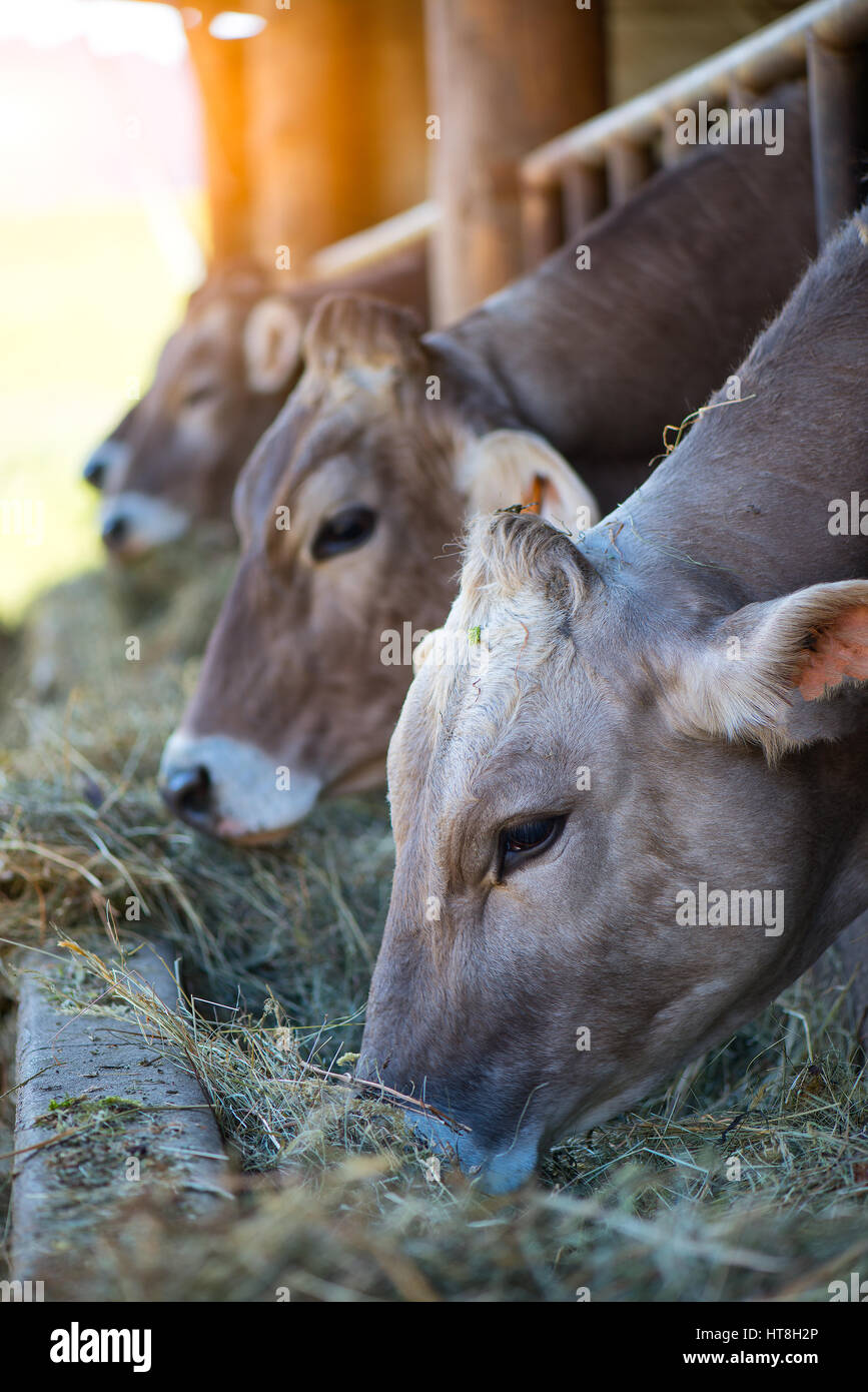 Vacche su Farm razza Bruna alpina di mangiare il fieno nella stalla delle Prealpi lombarde Foto Stock