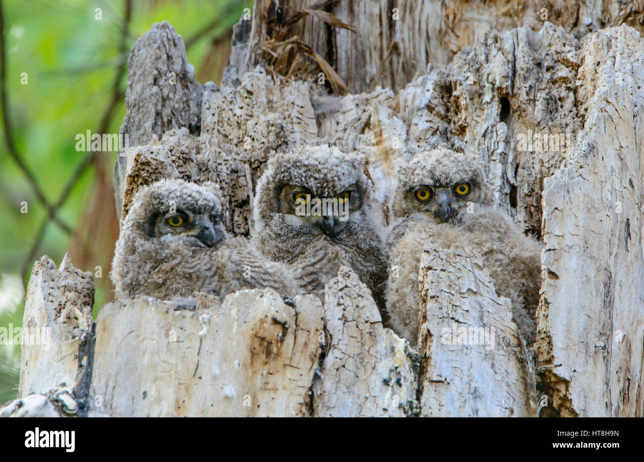 Grande cornuto Owlets (Bubo virginianus) nel loro nido, Montana Foto Stock