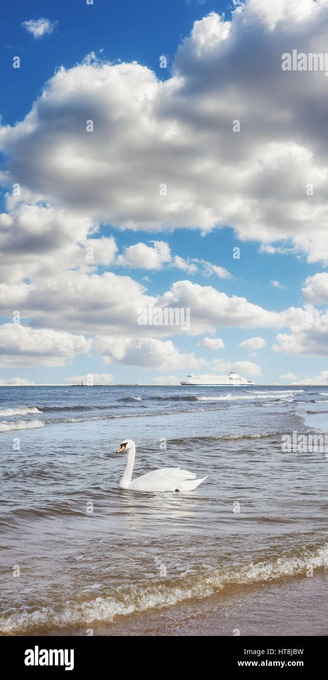 Swan su acqua e nave traghetto in distanza, vacanze viaggi concetto, il fuoco selettivo. Foto Stock