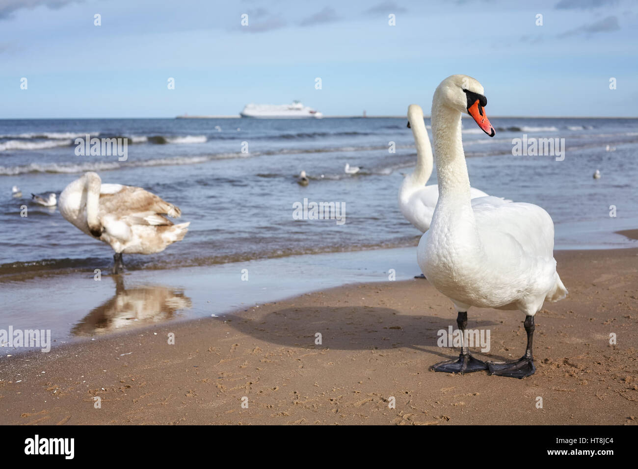 Swan su una spiaggia con nave traghetto in distanza di messa a fuoco selettiva, il concetto di viaggio. Foto Stock