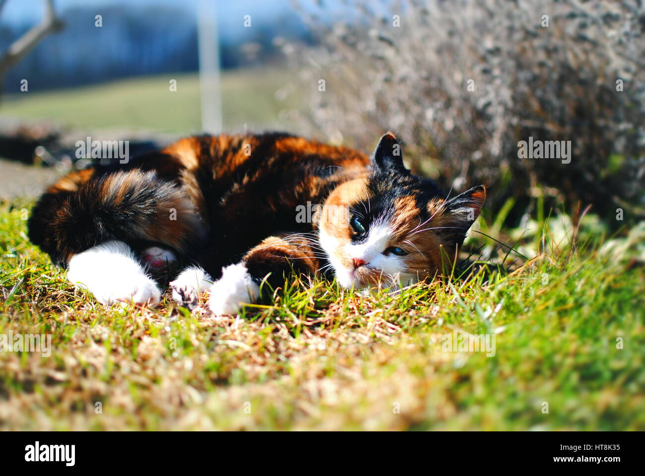 Gatto in giardino Foto Stock