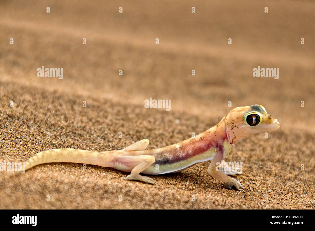 Namib Sand Gecko Immagini E Fotografie Stock Ad Alta Risoluzione Alamy Namib Sand Gecko Immagini E Fotografie Stock Ad Alta Risoluzione Alamy
