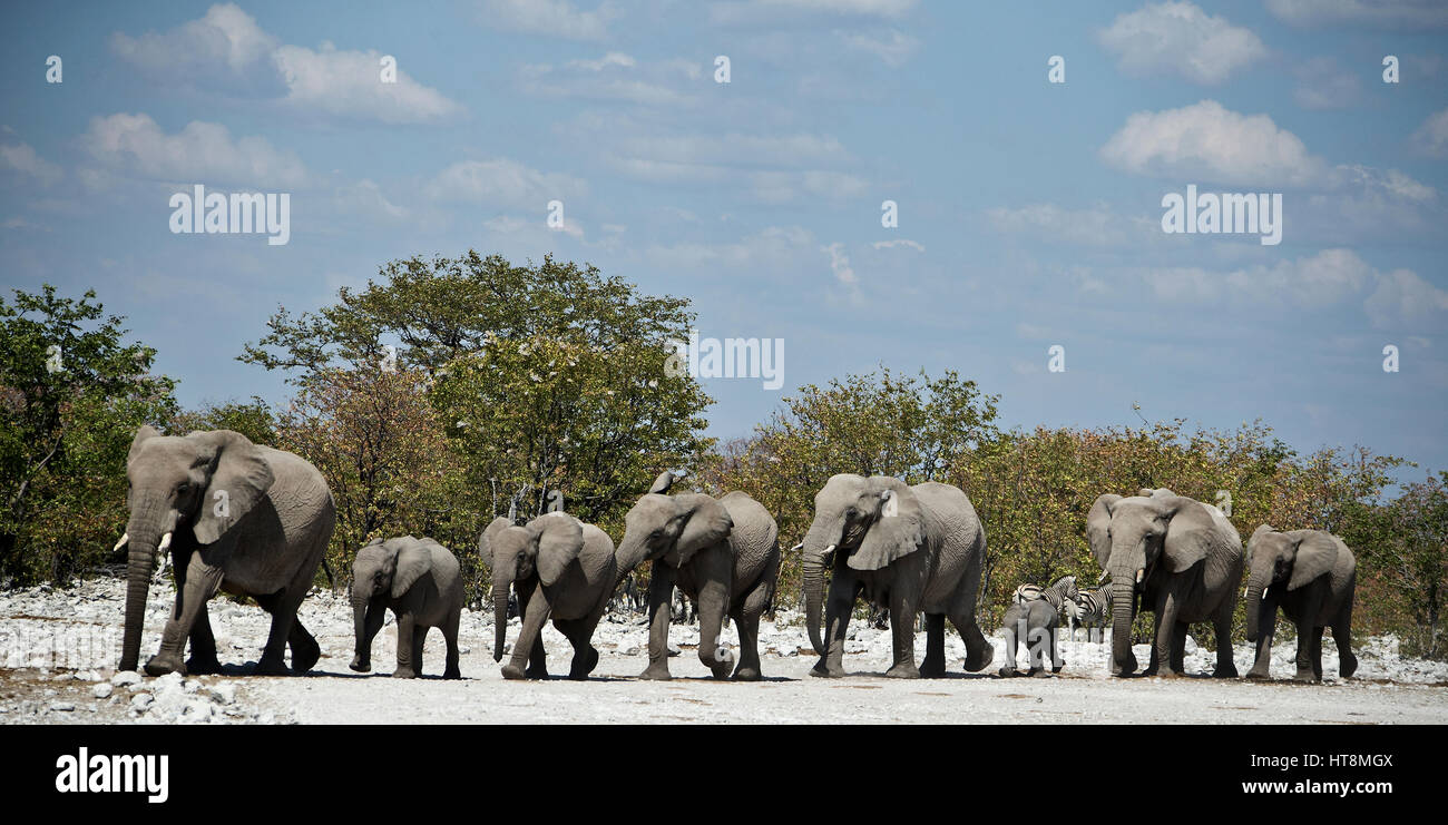 Allevamento di un branco di elefanti di estensione purposfully da alberi di mopane verso l'acqua Foto Stock