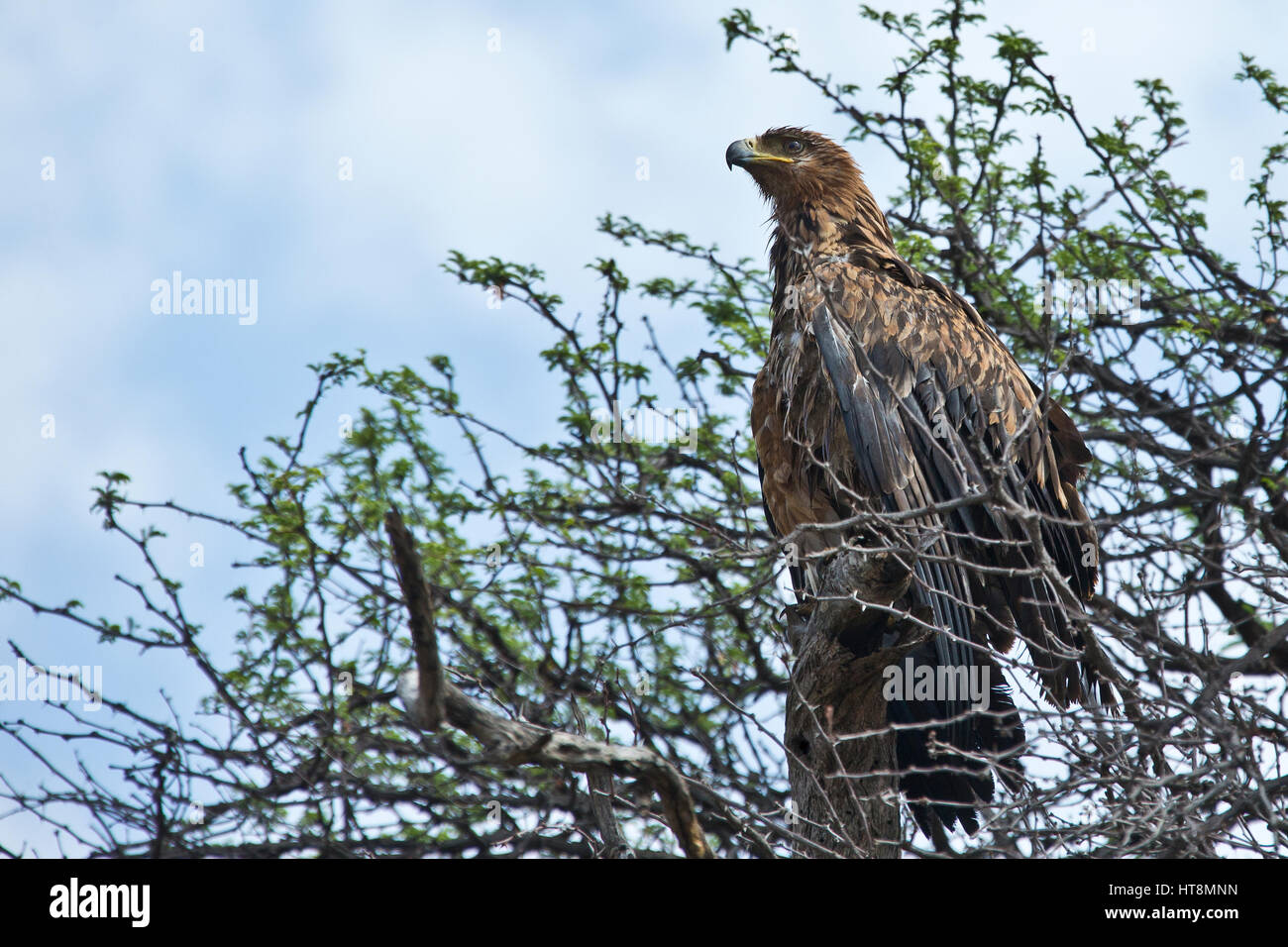 Un wet bruno aquila appollaiato in una struttura ad albero Foto Stock