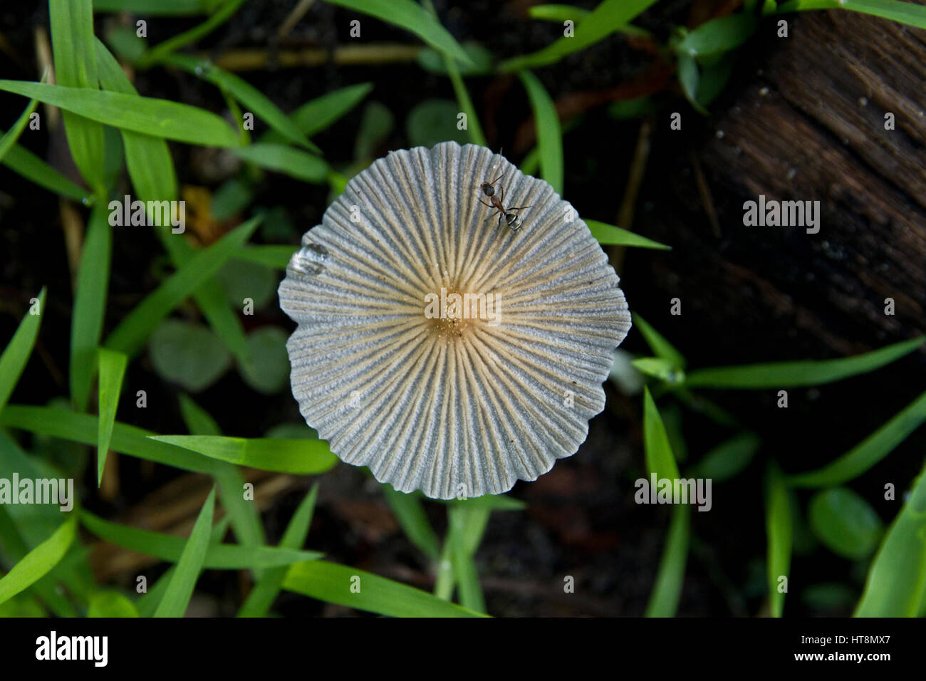 Ant e dewdrop sul fiore bianco Foto Stock