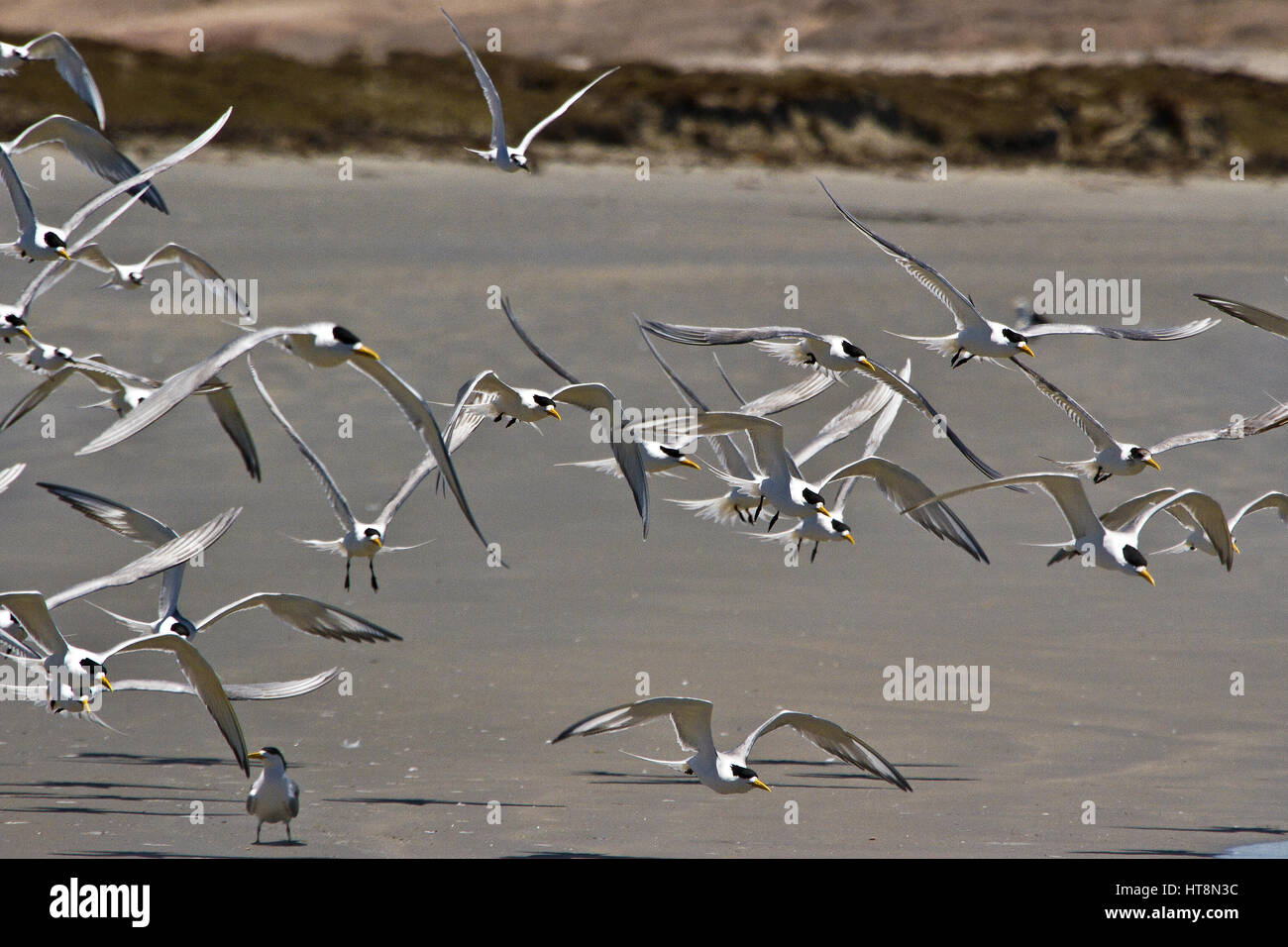 Gregge di Sterne in volo, Luderitz Foto Stock