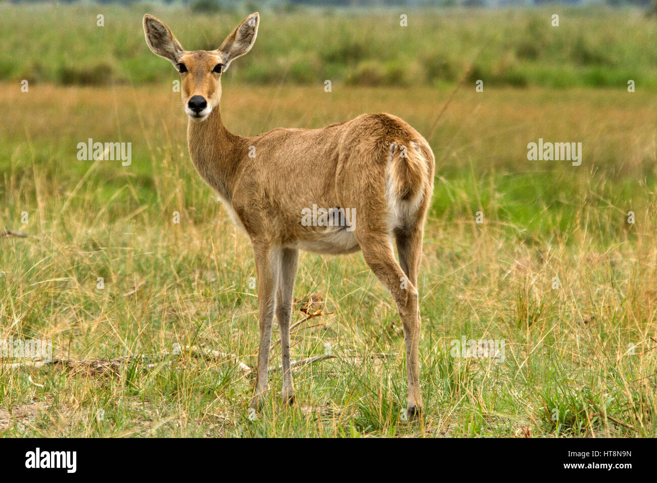 Reedbuck nelle praterie umide nel Parco Mahangu sulla Caprivi, Namibia Foto Stock