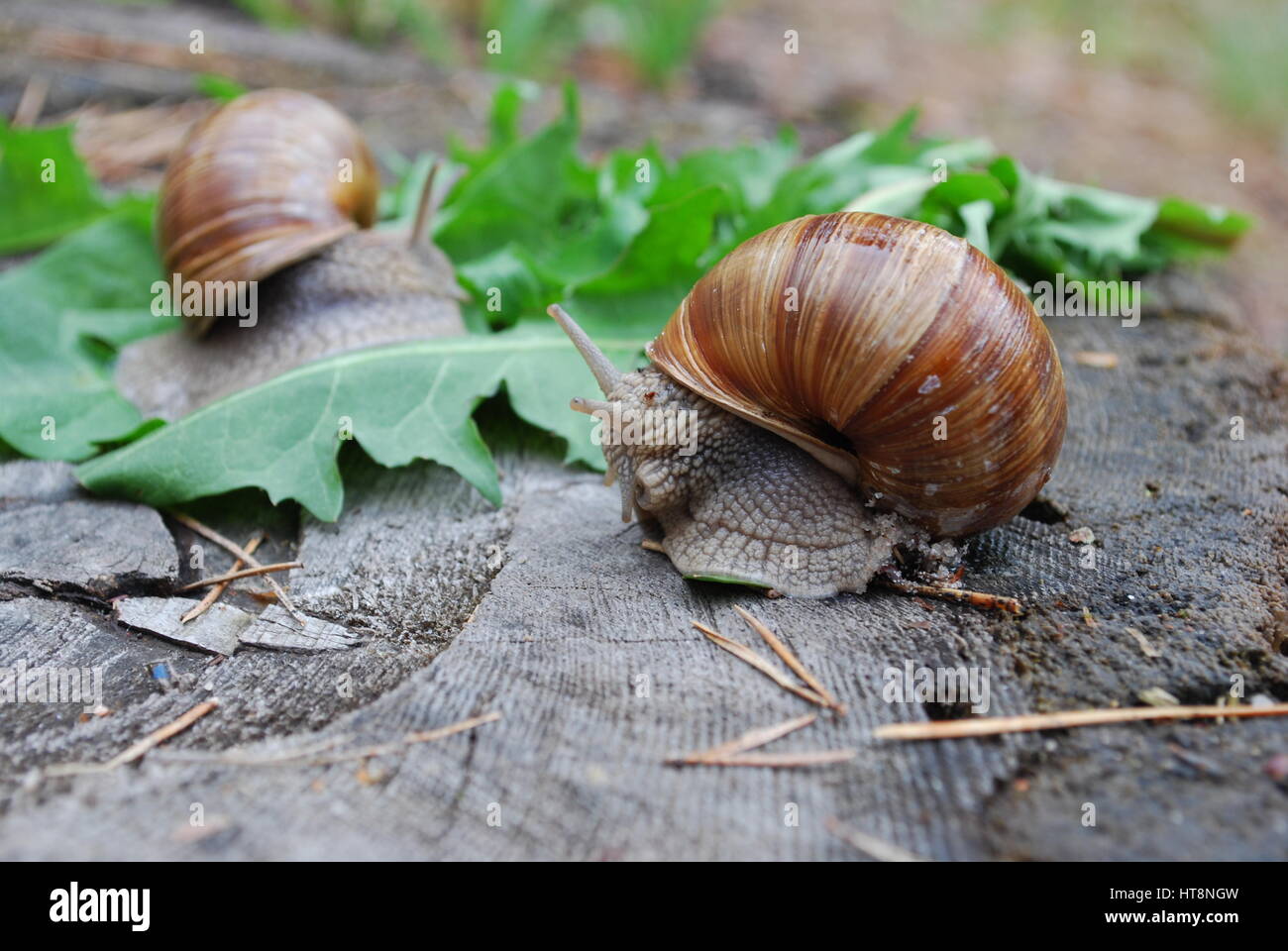 Snail strisciando sul tarassaco foglie. Helix pomatia (nomi comuni la lumaca di Borgogna, Romana lumaca, commestibili o lumaca escargot). Foto Stock