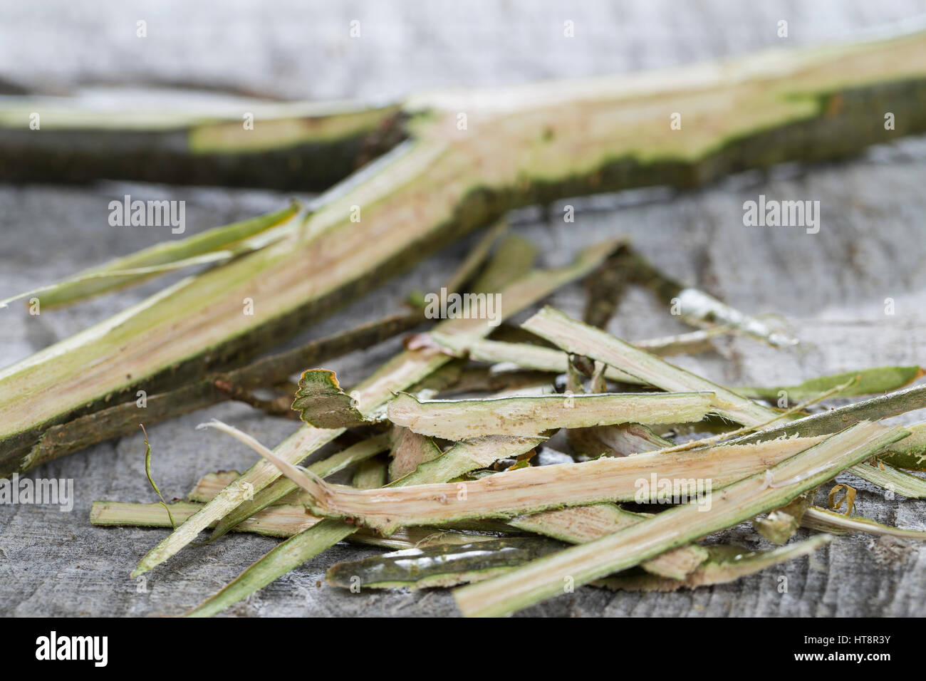 Eichen-Rinde, Eichenrinde, Rinde wird mit Messer abgeschält, getrocknet und zu Heilzwecken genutzt, Borke, Stiel-Eiche, Stieleiche, Eiche, Quercus rob Foto Stock