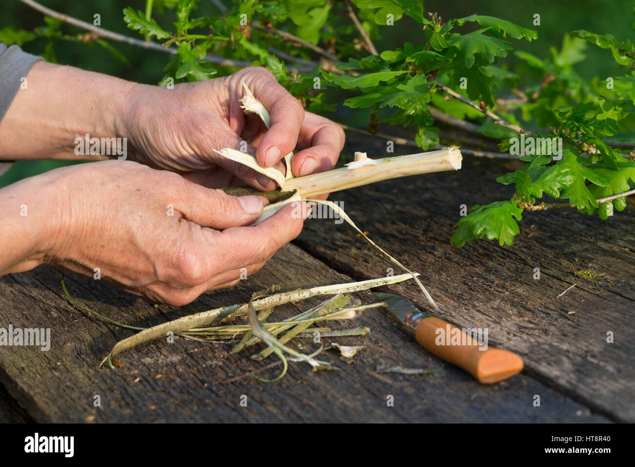 Eichen-Rinde, Eichenrinde, Rinde wird mit Messer abgeschält, getrocknet und zu Heilzwecken genutzt, Borke, Stiel-Eiche, Stieleiche, Eiche, Quercus rob Foto Stock