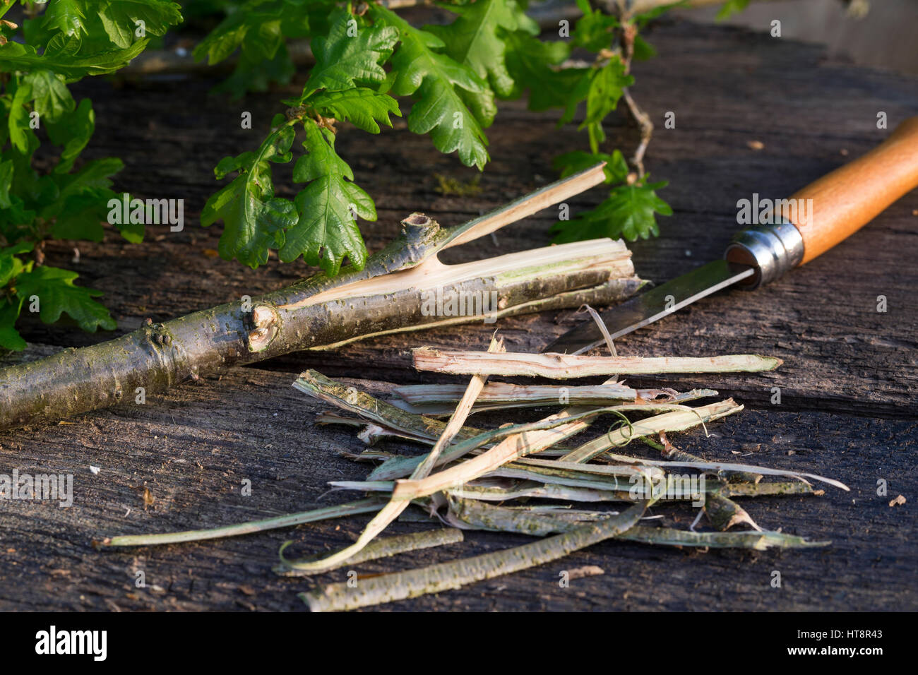 Eichen-Rinde, Eichenrinde, Rinde wird mit Messer abgeschält, getrocknet und zu Heilzwecken genutzt, Borke, Stiel-Eiche, Stieleiche, Eiche, Quercus rob Foto Stock