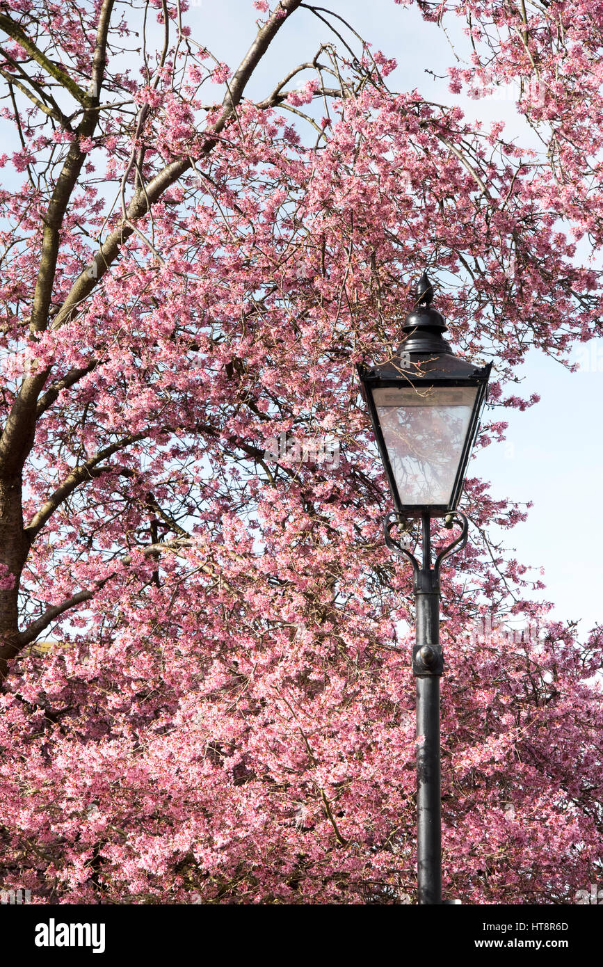 Prunus. Ciliegio fiore e via lampada ai primi di marzo. Primi segni di primavera. Kings Sutton, Northamptonshire, Regno Unito Foto Stock