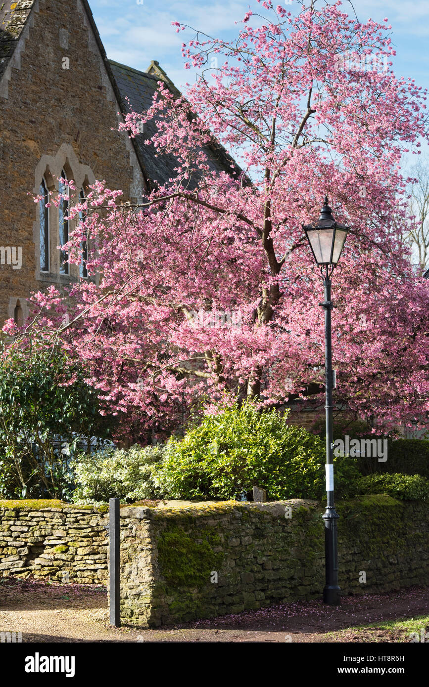 Prunus. Ciliegio fiore e via lampada ai primi di marzo. Primi segni di primavera. Kings Sutton, Northamptonshire, Regno Unito Foto Stock