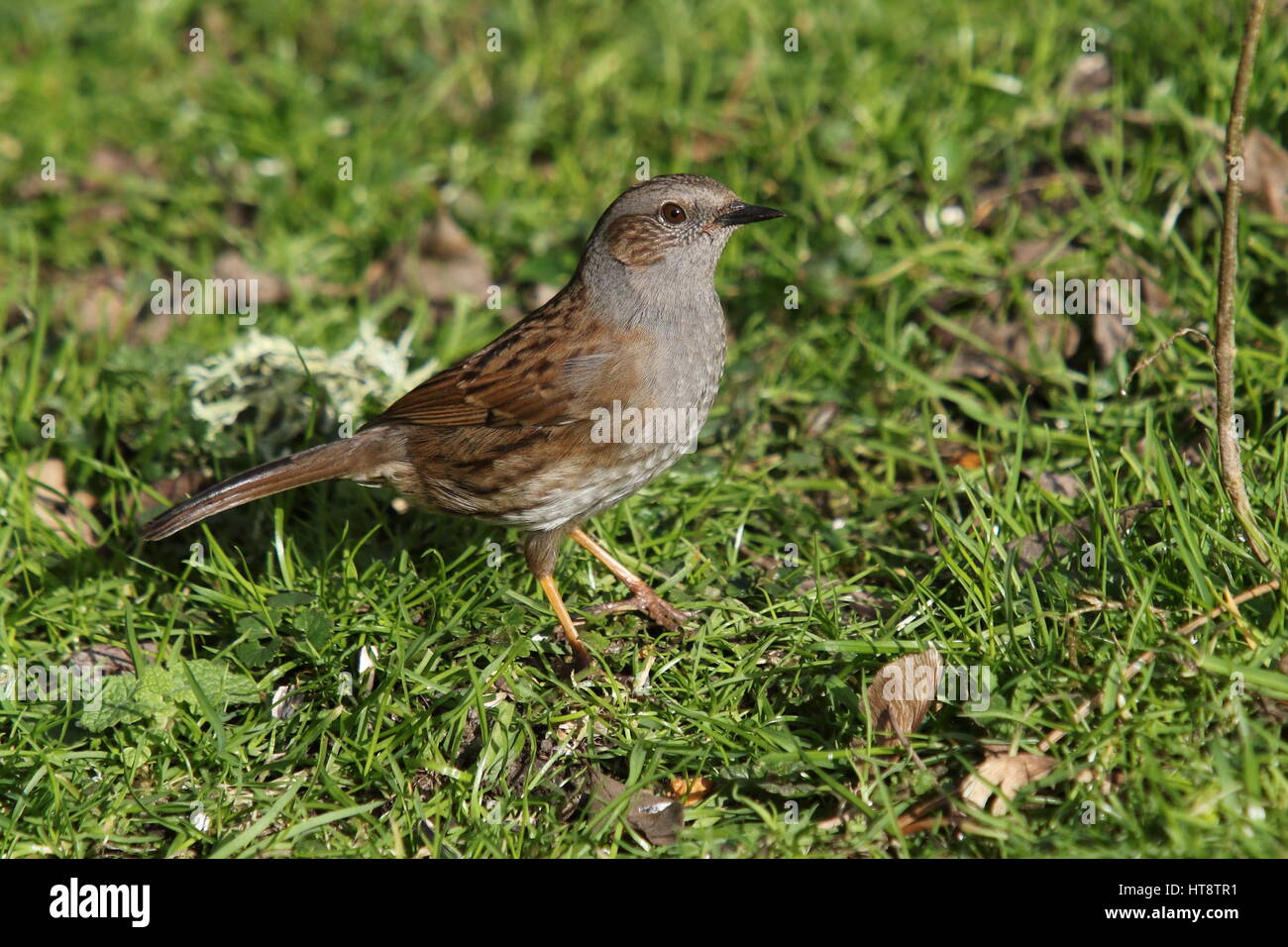 Dunnock avanzamento sul terreno Foto Stock