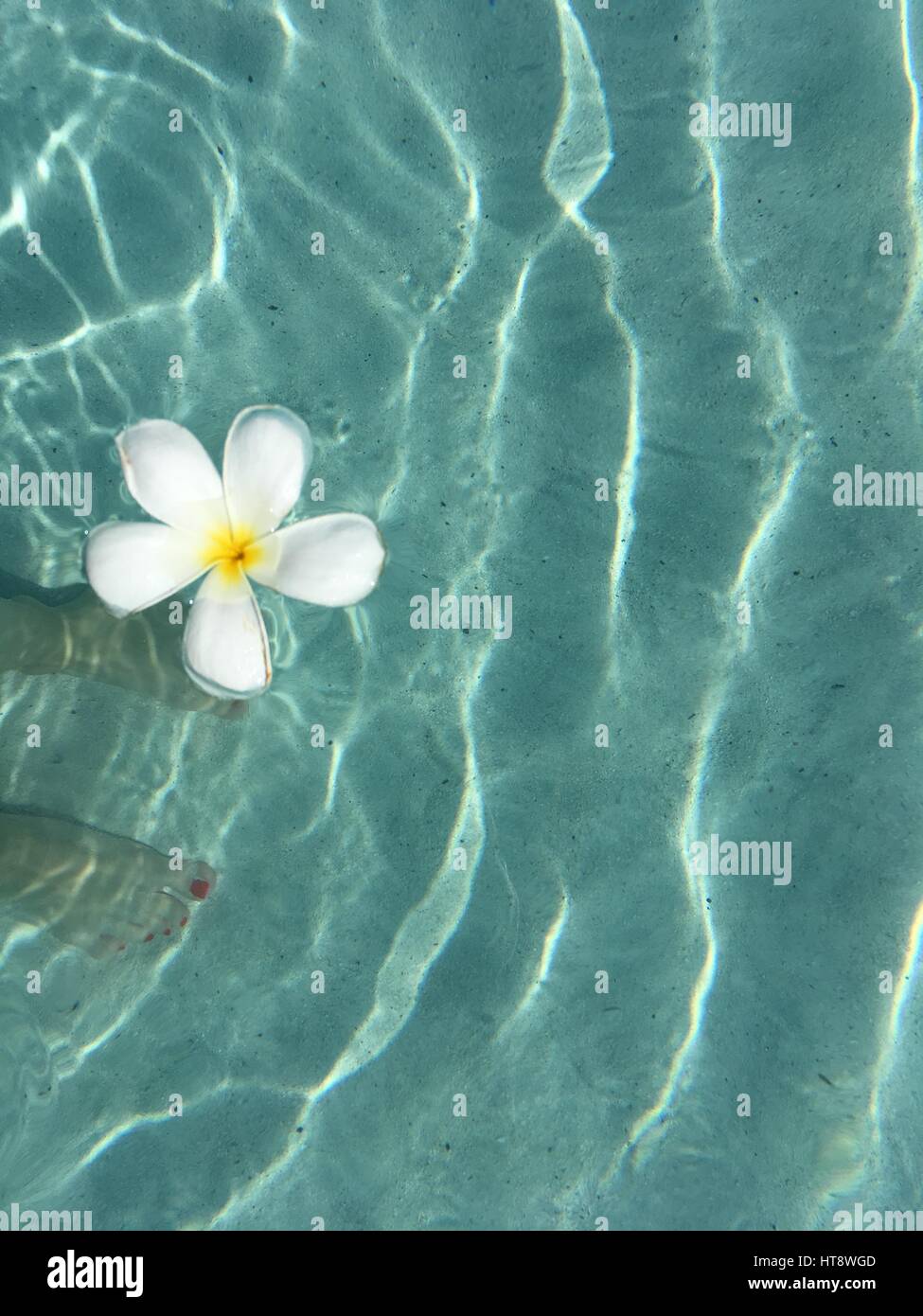 Fiori bianchi nel mare Foto stock - Alamy