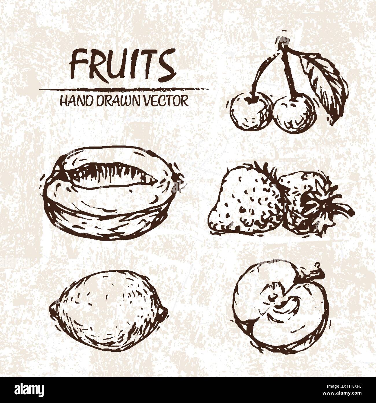 Vettore digitale frutto dettagliata disegnati a mano retrò illustrazione insieme di raccolta. Sottile lineare artistica Matita contorno. Inchiostro vintage stile piatto, inciso simp Illustrazione Vettoriale