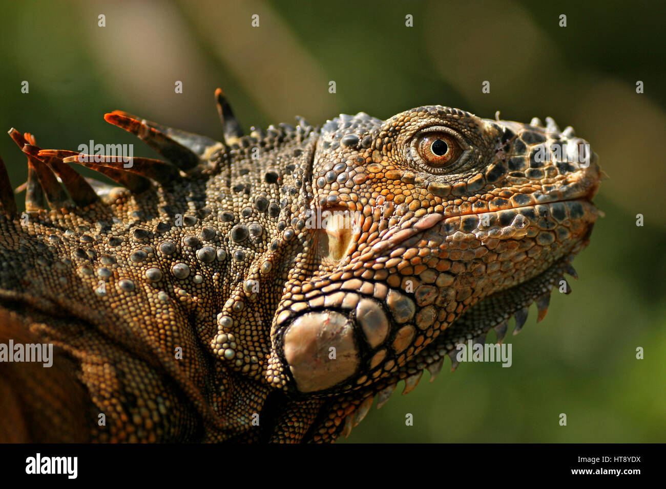 Iguana verde / San Ignacio, Belize Foto Stock