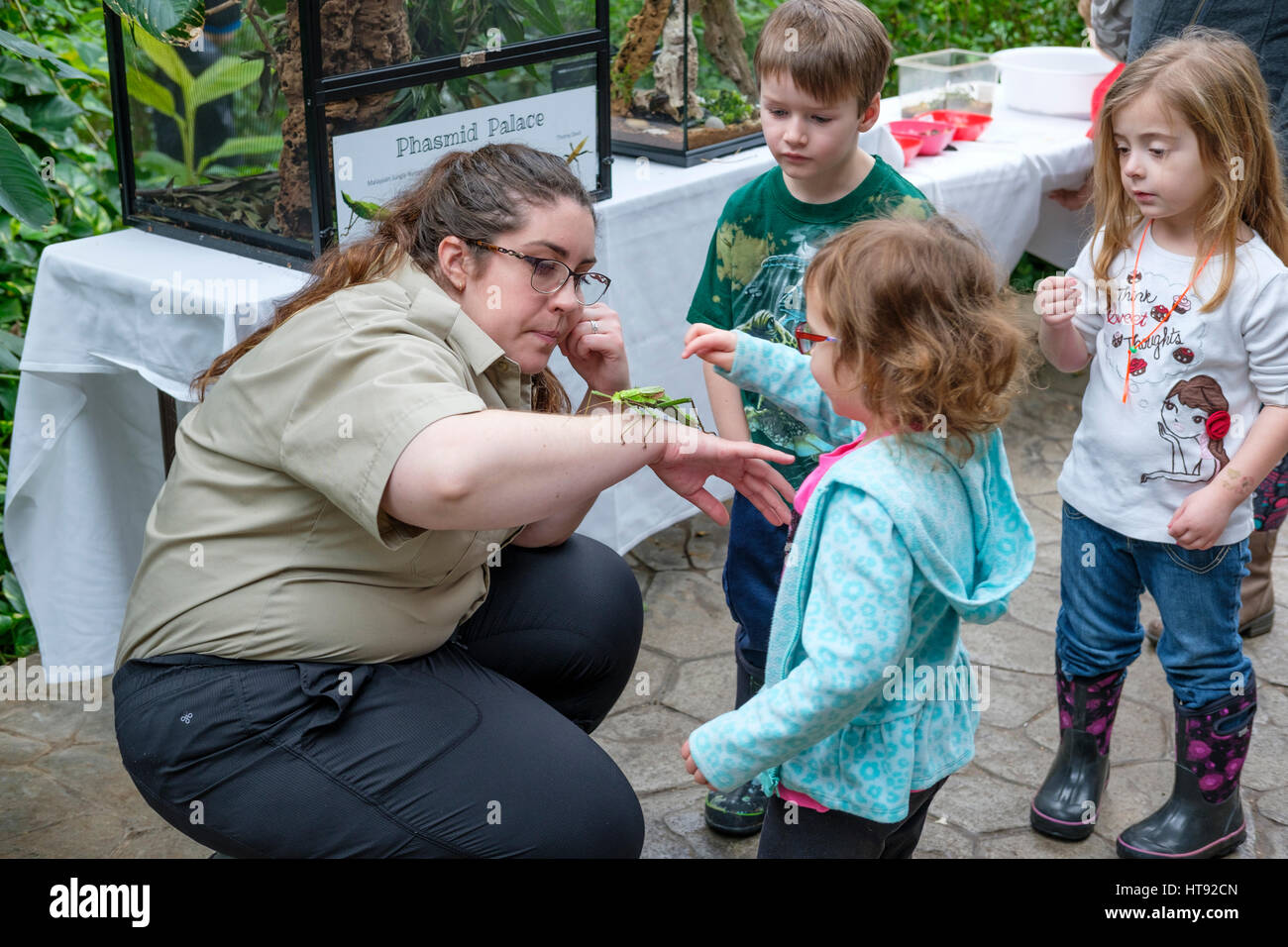 Bambini in età prescolare toccando una giungla malese nymph (Heteropteryx dilatata) detenute da un interprete della natura al Cambridge Conservatory della Farfalla, Foto Stock