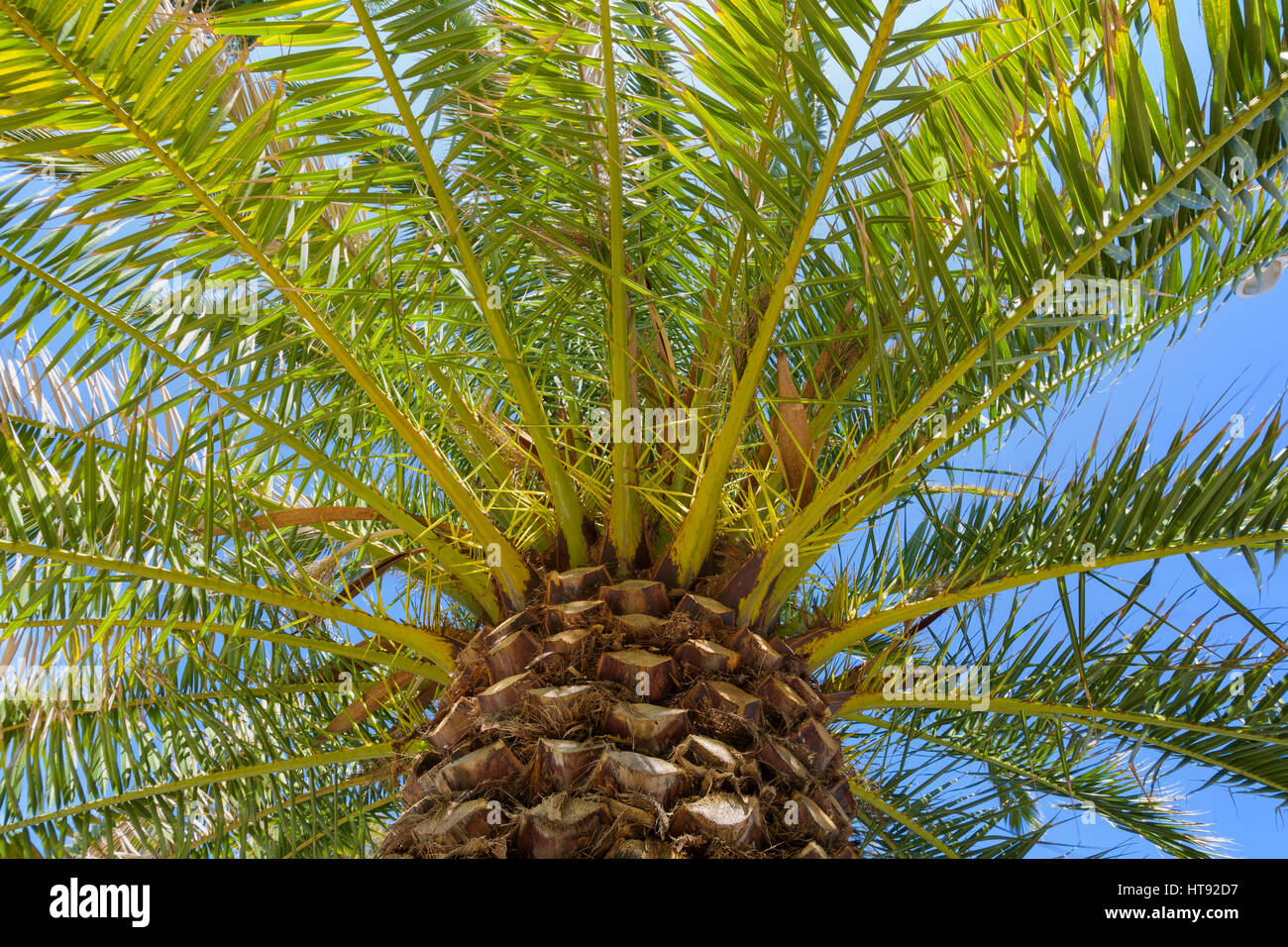 Basso angolo di vista Palm Tree in Puerto de la Cruz, Tenerife, Isole Canarie, Spagna Foto Stock