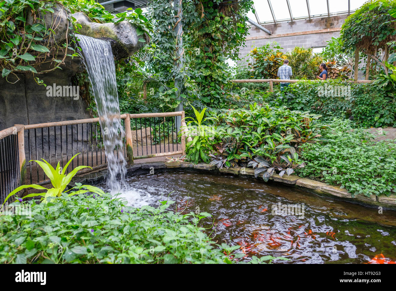 Vista interna della serra e del giardino tropicale del Cambridge Conservatory della Farfalla con cascata e il laghetto in Ontario, Canada. Foto Stock