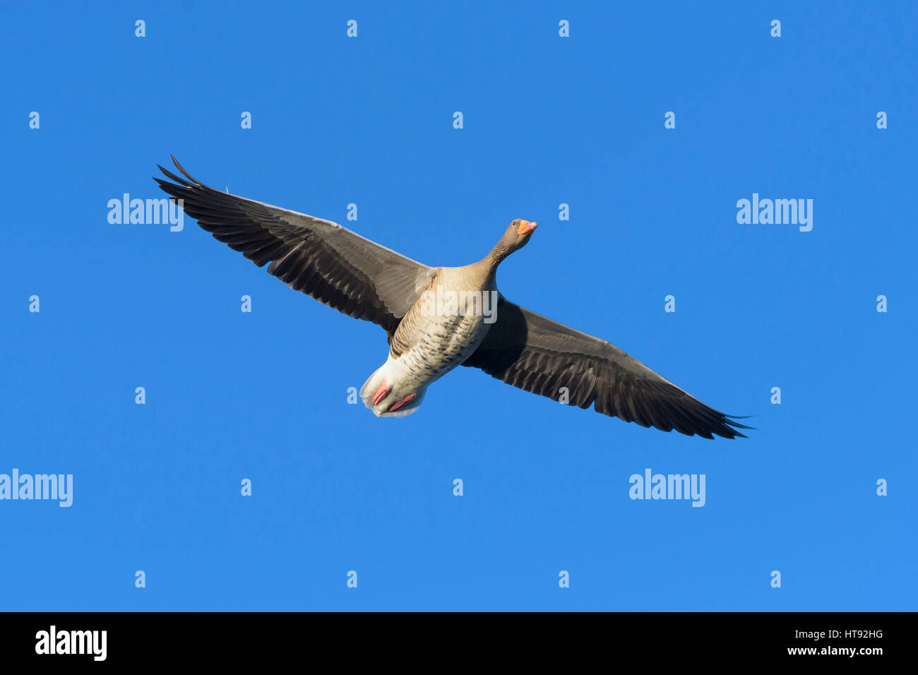 Graylag Goose (Anser anser) battenti, Hesse, Germania Foto Stock
