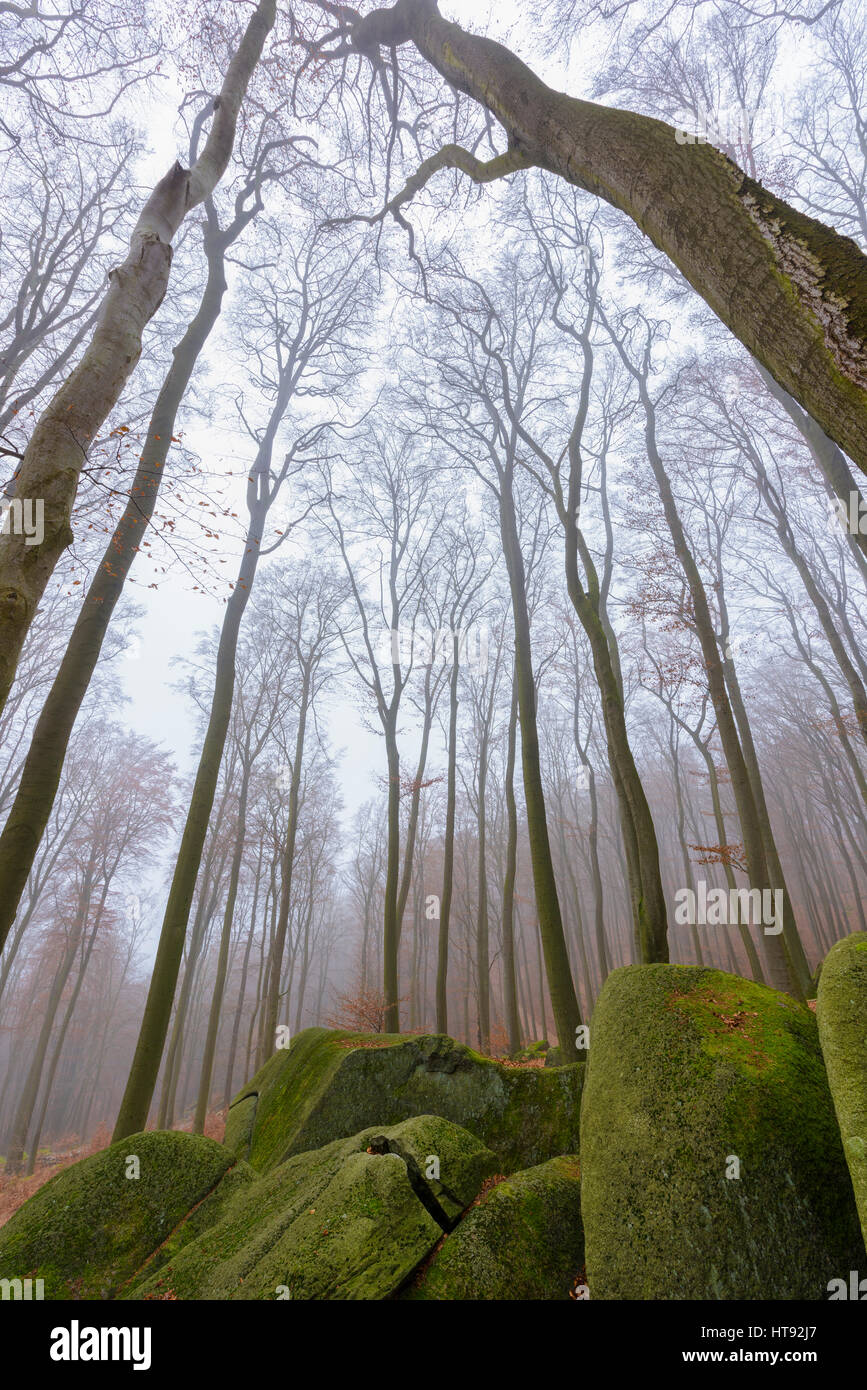 Foresta di faggio (Fagus sylvatica) e Felsenmeer nella nebbia mattutina, Odenwald, Hesse, Germania Foto Stock