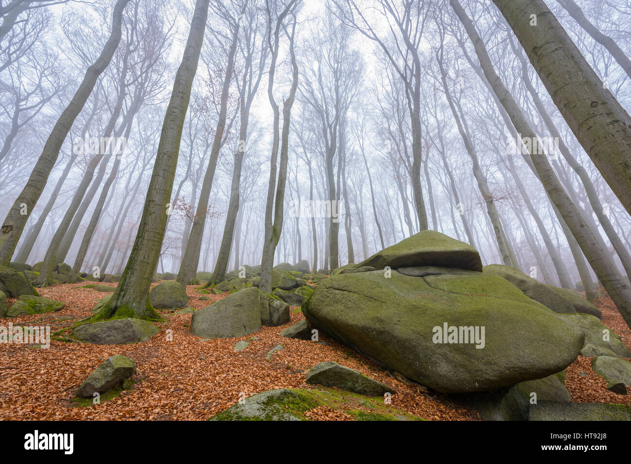 Foresta di faggio (Fagus sylvatica) e Felsenmeer nella nebbia mattutina, Odenwald, Hesse, Germania Foto Stock