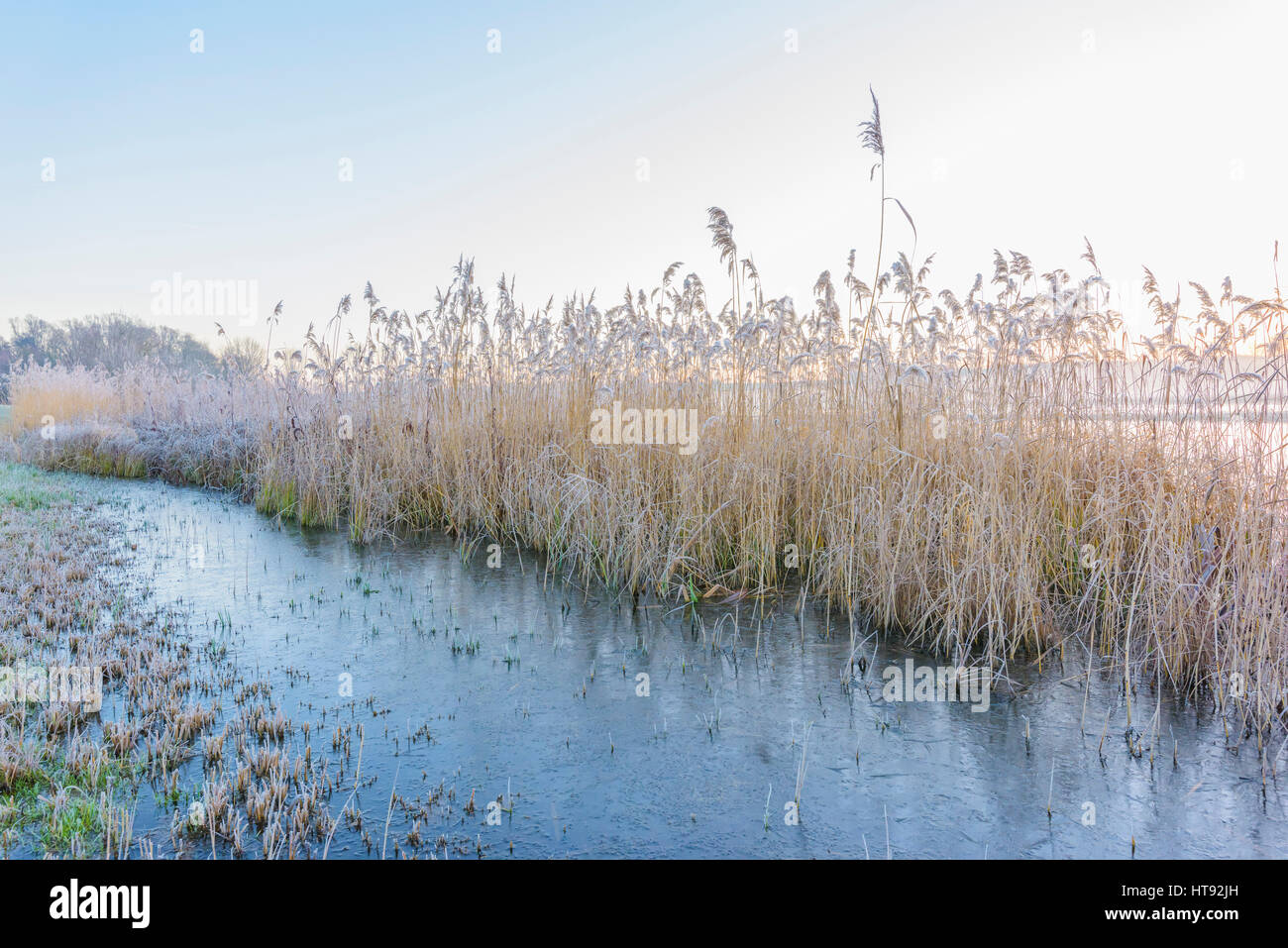 Reeds coperto di brina in inverno in Hesse, Germania Foto Stock