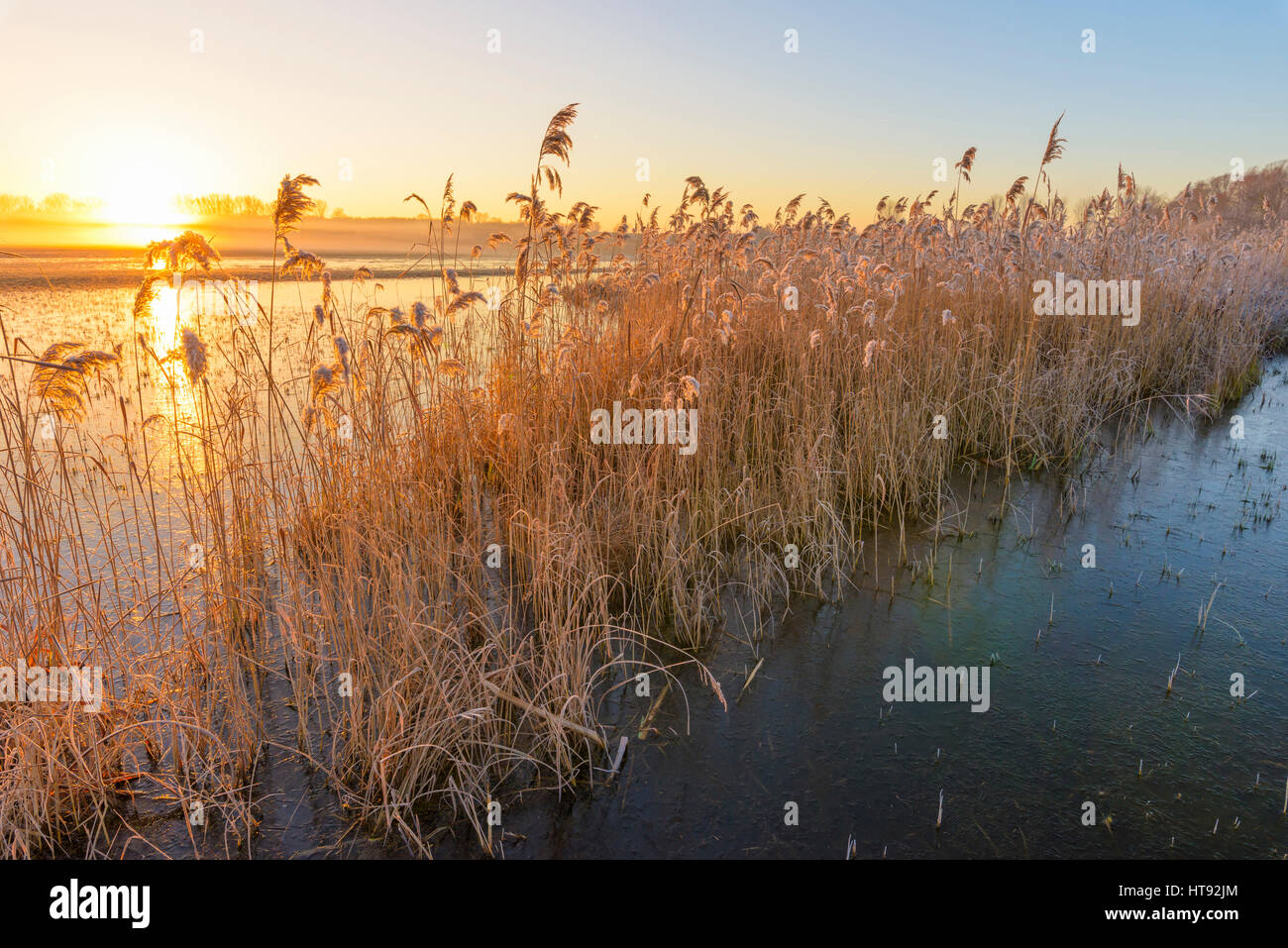 Pettini a sunrise in inverno, Hesse, Germania Foto Stock
